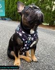 Dog Collar Harness and Leash Set - French Bulldog wearing Small Dog Adjustable Harness in black and white paint splatter design with bold teal accents - sitting outdoors on pavement - Wag Trendz
