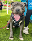 Dog Collar Harness and Leash Set - Pit Bull wearing Dog Adjustable Harness in black and white XO's with bold red accents and matching leash attached - sitting outdoors in the grass - Wag Trendz