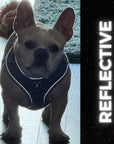 Dog Harness and Leash - French Bulldog wearing Downtown Denim Dog Harness - standing indoors in a dimly lit room showing the reflective accents of the harness - Wag Trendz