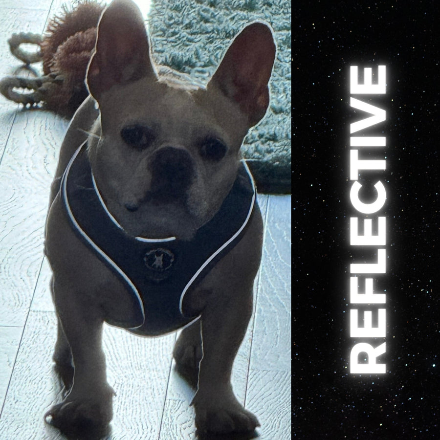Dog Harness and Leash - French Bulldog wearing Downtown Denim Dog Harness - standing indoors in a dimly lit room showing the reflective accents of the harness - Wag Trendz