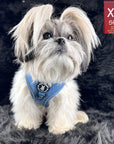 Dog Harness and Leash - Small dog wearing Downtown Denim Dog Harness - against a dark gray background - Wag Trendz