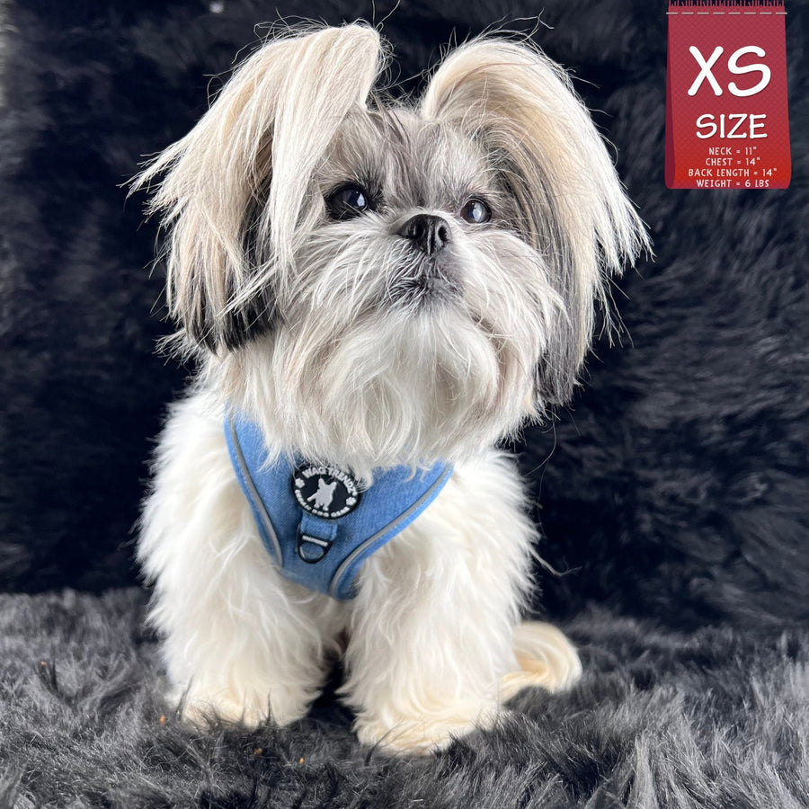 Dog Harness and Leash - Small dog wearing Downtown Denim Dog Harness - against a dark gray background - Wag Trendz