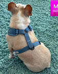 Dog Harness and Leash - French Bulldog wearing Downtown Denim Dog Harness - sitting on teal colored carpet - showing the back side of the harness - Wag Trendz