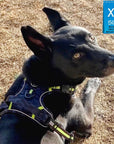Dog Harness and Leash Set - German Shepherd mix wearing black and gray camo no-pull harness with hi vis accents - outdoors laying in the grass back view looking at camera - Wag Trendz