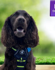 Dog Harness and Leash Set - Boykin Spaniel wearing black and gray camo no-pull harness with hi vis accents - outdoors with greenery - Wag Trendz