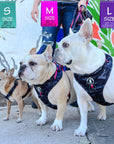 Dog Harness and Leash Set - three dogs, two Frenchies and a Chihuahua wearing black & gray camo dog harness with Pink Accents and Matching Dog Leash - standing outdoors in front of a colorful graffiti wall on a sunny day - Wag Trendz