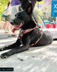 Dog Harness and Leash Set - No Pull - Handle - black German Shepherd mix wearing multi colored Street Graffiti dog harness - chest side view - laying outdoors on the concrete - Wag Trendz