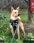 Dog Harness and Leash Set - Blonde Chihuahua wearing black harness vest in white paint splatter with teal accents in size x small with matching dog leash attached - standing outdoors in the grass - Wag Trendz