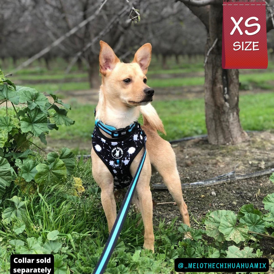 Dog Harness and Leash Set - Blonde Chihuahua wearing black harness vest in white paint splatter with teal accents in size x small with matching dog leash attached - standing outdoors in the grass - Wag Trendz