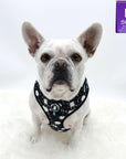 Dog Harness and Leash Set - French Bulldog wearing black harness vest in white paint splatter with teal accents in size large - against solid white background - Wag Trendz
