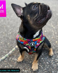 Dog Harness and Leash Set - French Bulldog wearing Medium Dog Harness Vest in multi-colored Street Graffiti - sitting outdoors - Wag Trendz