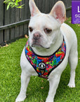 Dog Harness and Leash Set - French Bulldog wearing Large Dog Harness Vest in multi-colored Street Graffiti - standing outdoors in the grass - Wag Trendz