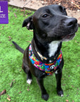 Dog Harness and Leash Set - black rescue dog wearing Large Dog Harness Vest in multi-colored Street Graffiti - sitting down outside in the grass - Wag Trendz