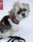 Dog Harness and Leash Set - Shih Tzu mix wearing multi-colored Street Graffiti Dog Harness Vest- with medium black adjustable dog leash - against a solid white background - Wag Trendz