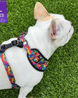 Dog Harness and Leash Set - French Bulldog wearing a Large Dog Harness Vest in multi-colored Street Graffiti - standing outdoors in the grass - Wag Trendz
