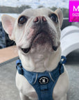 Dog Harness With Handle - No Pull - French Bulldog wearing Downtown Denim Dog Harness - sitting outdoors on gray concrete and a black tiled pool in the background - Wag Trendz