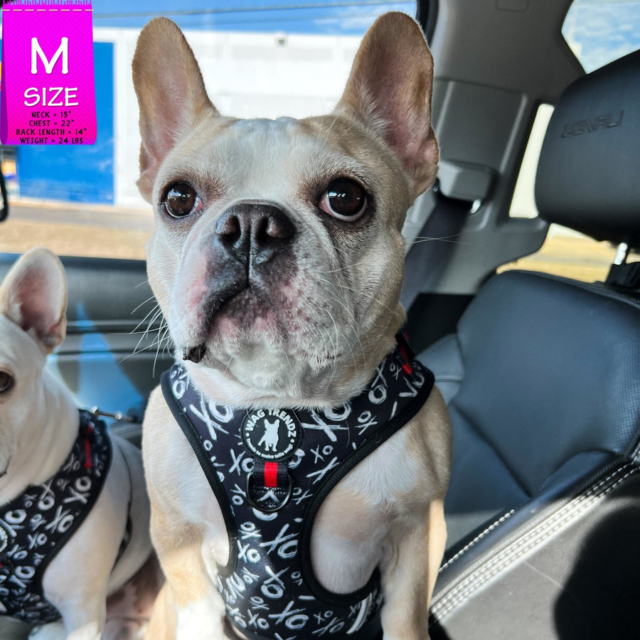 Dog Harness Vest - Adjustable - Front Clip - on a French Bulldog wearing black with white XO's with red accents - standing in a car - Wag Trendz