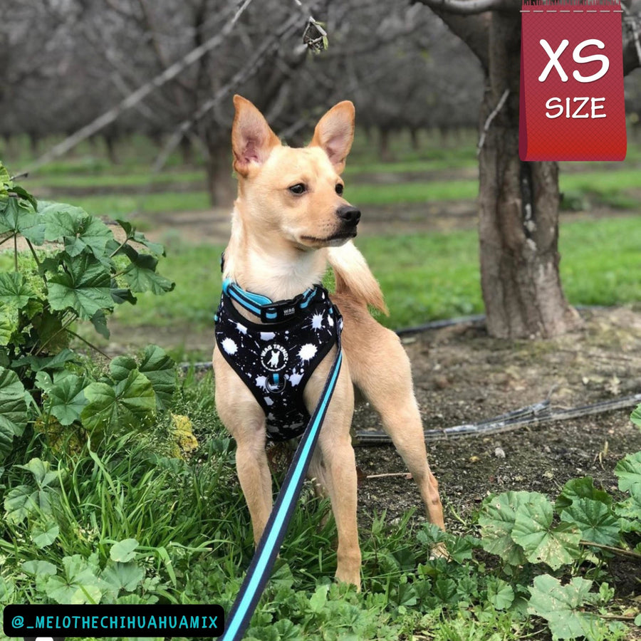 Dog Harness Vest - No Pull - Chihuahua wearing black adjustable harness with white paint splatter and teal accents - front clip for no pull training with matching dog collar and dog leash attached - standing outdoors in the grass - Wag Trendz