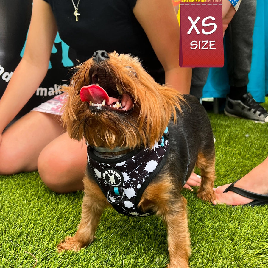 Dog Harness Vest - No Pull - Yorkshire Terrier wearing black adjustable harness with white paint splatter and teal accents - front clip for no pull training - standing outdoors in the grass - Wag Trendz