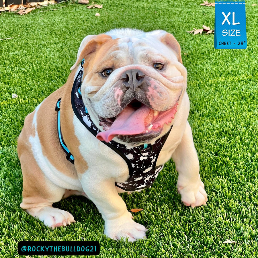 Dog Harness Vest - No Pull - English Bulldog wearing black adjustable harness with white paint splatter and teal accents - front clip for no pull training - sitting outdoors in the grass posing - Wag Trendz