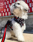 Dog Leash and Harness Set - Shih Tzu mix wearing XS Dog Adjustable Harness with black and white XO's with bold red accents with matching leash - sitting outdoors in front of a gray and red wall - Wag Trendz