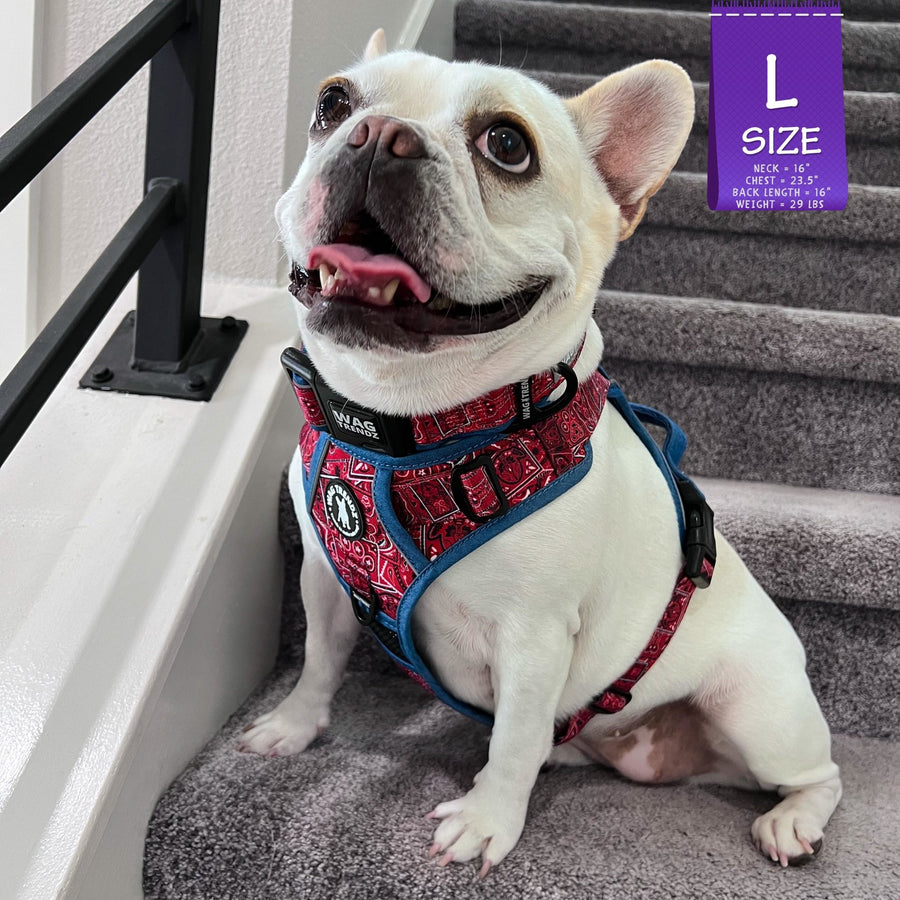 No Pull Dog Harness - with Handle - French Bulldog wearing Red Bandana Boujee No Pull Dog Harness with denim handle and accents - sitting indoors on gray carpet stairs - Wag Trendz