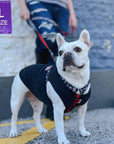 Dog T-Shirt - French Bulldog wearing "Sorry Not Sorry" black dog t-shirt with red and white hashtag emoji on chest and red and white lettering on back - standing outdoors in a parking lot wearing XO H harness and matching leash in black, white and red - Wag Trendz
