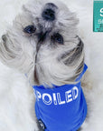 Dog T-Shirt - Shih Tzu mix wearing "Spoiled" dog t-shirt in royal blue with a SPOILED lettering in white - against solid white background - Wag Trendz