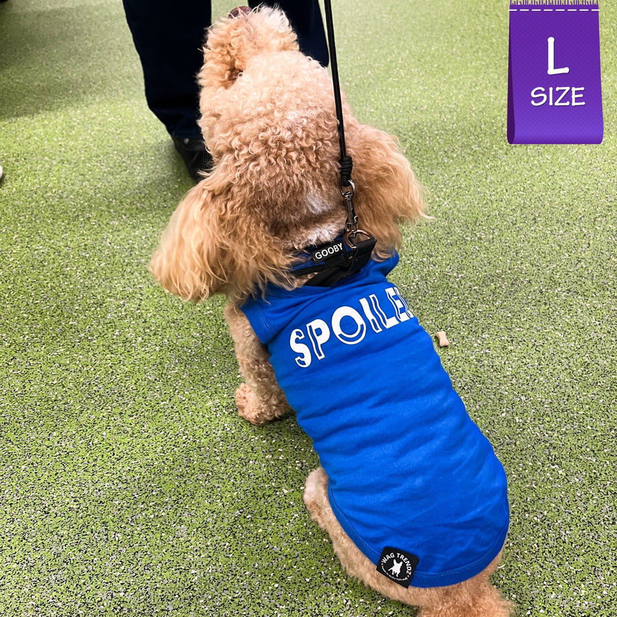 Dog T-Shirt - Poodle dog wearing "Spoiled" dog t-shirt in royal blue with SPOILED lettering in white - against solid white background - Wag Trendz