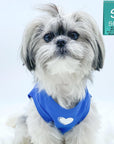 Dog T-Shirt - Shih Tzu mix wearing "Spoiled" dog t-shirt in royal blue with a solid white heart emoji on chest - against solid white background - Wag Trendz