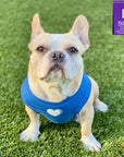 Dog T-Shirt - Frenchie Bulldog wearing "Spoiled" dog t-shirt in royal blue with a solid white heart emoji on chest - against solid white background - Wag Trendz
