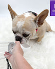 Dog Portable Water Bottle - French Bulldog drinking portable water from white bottle with black & white logo strap - large - against solid white background - Wag Trendz