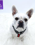 H Dog Harness - Roman Dog Harness - French Bulldog wearing black and white XO pattern with red accents - against solid white background - Wag Trendz