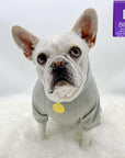 Hooded Sweatshirt For Dogs - French Bulldog wearing Ball Brain hooded sweatshirt - gray with yellow ball and writing - against a solid white background - Wag Trendz