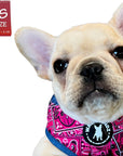 No Pull Dog Harness - French Bulldog Puppy wearing Bandana Boujee Hot Pink No Pull Dog Harness with Denim Accents - against solid white background - Wag Trendz