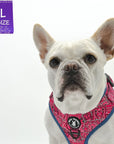 No Pull Dog Harness - French Bulldog wearing Bandana Boujee Hot Pink No Pull Dog Harness with Denim Accents - against solid white background - Wag Trendz