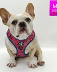 No Pull Dog Harness - Fawn French Bulldog wearing Bandana Boujee Hot Pink No Pull Dog Harness with Denim Accents - against solid white background - Wag Trendz