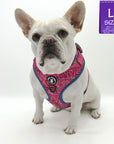 No Pull Dog Harness - French Bulldog wearing Bandana Boujee Hot Pink No Pull Dog Harness with Denim Accents - against solid white background - Wag Trendz