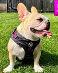 No Pull Dog Harness - Frenchie Bulldog wearing black and gray camo no pull dog harness with hot pink accents and a front clip for no pull training - panting sitting outside in the green grass - Wag Trendz