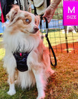 No Pull Dog Harness - Mini Australian Shepherd wearing black and gray camo no pull dog harness with hot pink accents and a front clip for no pull training - sitting outside in the grass posing - Wag Trendz