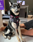 No Pull Dog Harness - Husky mix wearing black and gray camo no pull dog harness with hot pink accents and a front clip for no pull training - sitting indoors - Wag Trendz