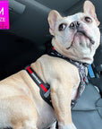 No Pull Dog Harness- Adjustable - Front Clip - French Bulldog wearing black no pull dog harness with white XO's and red accents - sitting in a car - Wag Trendz