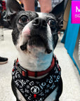 No Pull Dog Harness - Adjustable - Front Clip - Boston Terrier wearing black no pull dog harness with white XO's and red accents - sitting indoors - Wag Trendz