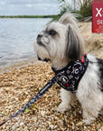 No Pull Dog Harness - Adjustable - Front Clip - small dog wearing black no pull dog harness with white XO's and red accents with matching dog leash - outside with a lake in the background - Wag Trendz
