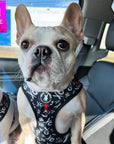 No Pull Dog Harness - Adjustable - Front Clip - French Bulldogs wearing black no pull dog harnesses with white XO's and red accents - standing in a car - Wag Trendz