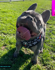 No Pull Dog Harness - Adjustable - Front Clip - French Bulldog wearing black no pull dog harness with white XO's and red accents - standing outside panting - Wag Trendz