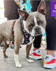 No Pull Dog Harness - Adjustable - Front Clip - Boston Terrier wearing black no pull dog harness with white XO's and red accents - standing outside - Wag Trendz