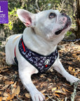 No Pull Dog Harness- Adjustable - Front Clip - French Bulldog wearing black no pull dog harness with white XO's and red accents - sitting outside in leaves - Wag Trendz