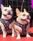 No Pull Dog Harness - Adjustable - Front Clip - Two French Bulldogs wearing black no pull dog harnesses with white XO's and red accents - sitting outside in front of a black wall and red concrete sidewalk - Wag Trendz