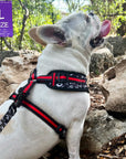 No Pull Dog Harness - Adjustable - Front Clip - French Bulldog wearing black no pull dog harness with white XO's and red accents - standing in leaves outdoors - Wag Trendz